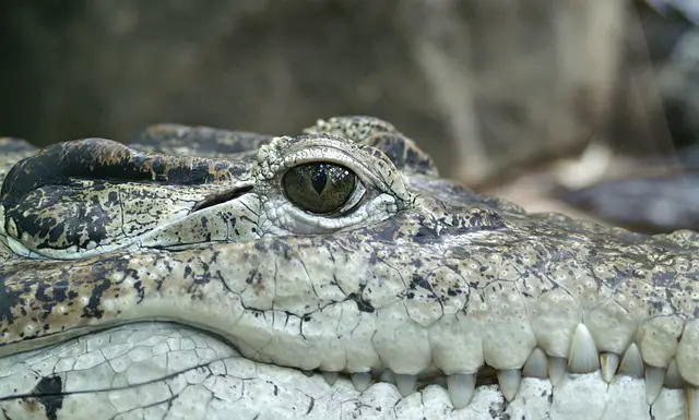 Black Caiman vs American Alligator: Which is Bigger?