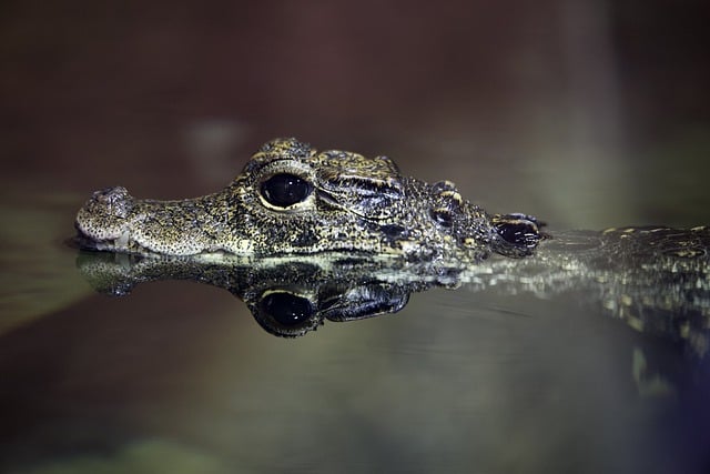 Is a Black Caiman a Secondary Consumer? Exploring the Diet and Trophic Level of Black Caimans
