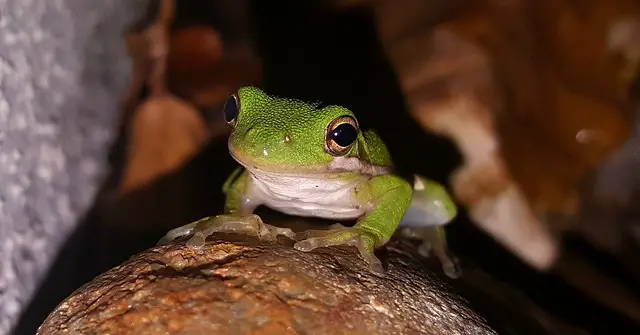 Are Tree Frogs Edible? A Comprehensive Guide to Eating Tree Frogs