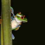 Do Tree Frogs Kill Each Other? Exploring Intra-Species Aggression in Tree Frogs