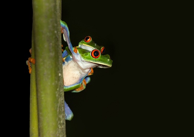 Do Tree Frogs Kill Each Other? Exploring Intra-Species Aggression in Tree Frogs