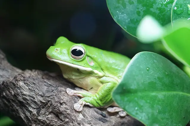 Can Tree Frogs and Turtles Live Together: A Comprehensive Guide