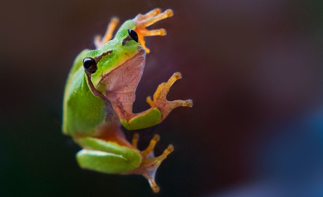 Can White Tree Frogs Eat Dead Crickets: Everything You Need to Know
