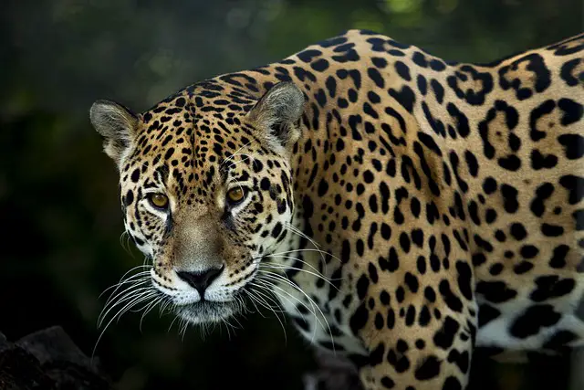 Can a Jaguar Kill a Black Caiman: Facts and Insights