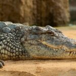 Can a Black Caiman Kill a Jaguar? The Truth About These Predators