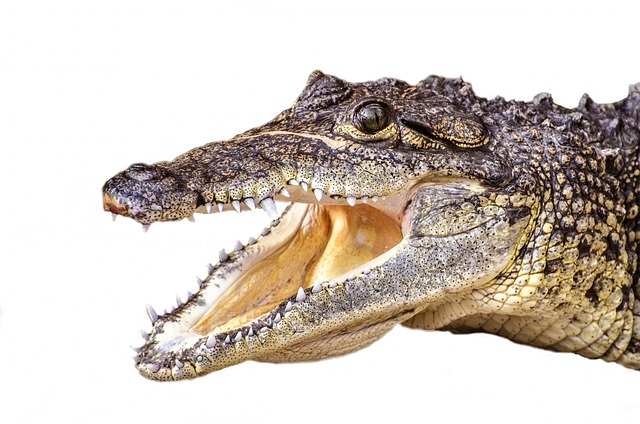 How Strong is a Black Caiman Bite? A Closer Look at the Bite Force of this Powerful Predator