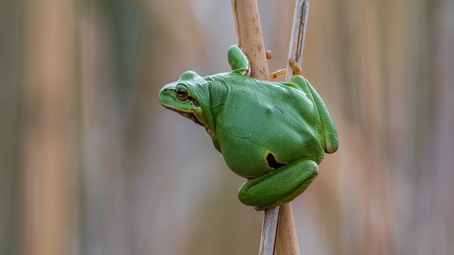 Are Tree Frogs Bad? Exploring Their Impact on the Environment
