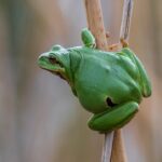 Are Dumpy Tree Frogs Poisonous? Here’s What You Need to Know