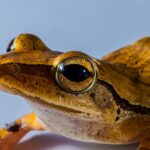 Can Red Eyed Tree Frogs Live with Green Tree Frogs: A Compatibility Guide