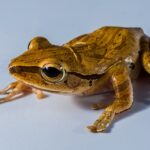 Do Tree Frogs Make Noise at Night? A Guide to Their Nocturnal Habits