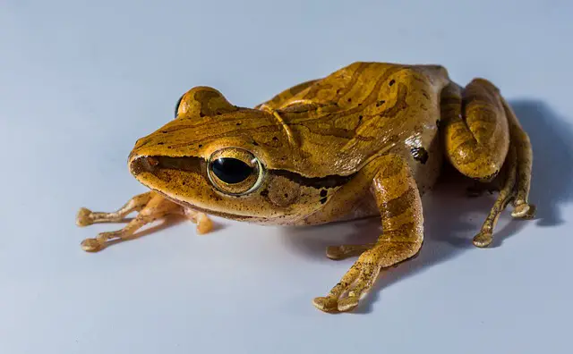 Do Tree Frogs Make Noise at Night? A Guide to Their Nocturnal Habits