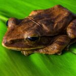 Why Do White Tree Frogs Bite? Explaining the Reasons Behind This Common Behavior