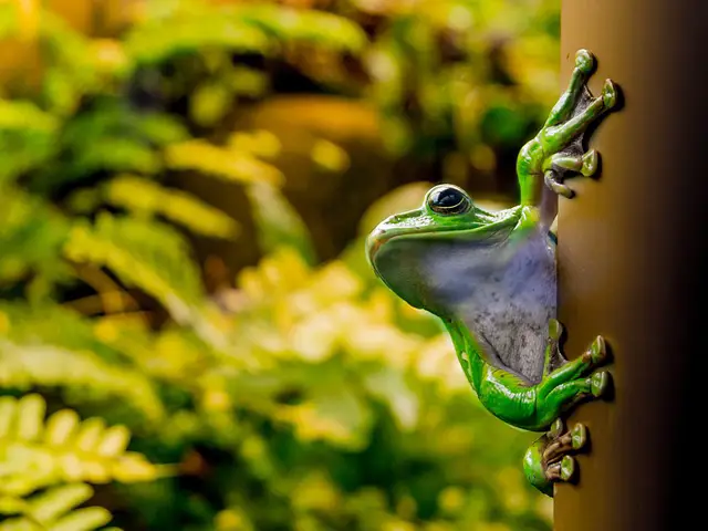 Can Two Male Tree Frogs Live Together? A Guide to Housing Male Tree Frogs in the Same Enclosure
