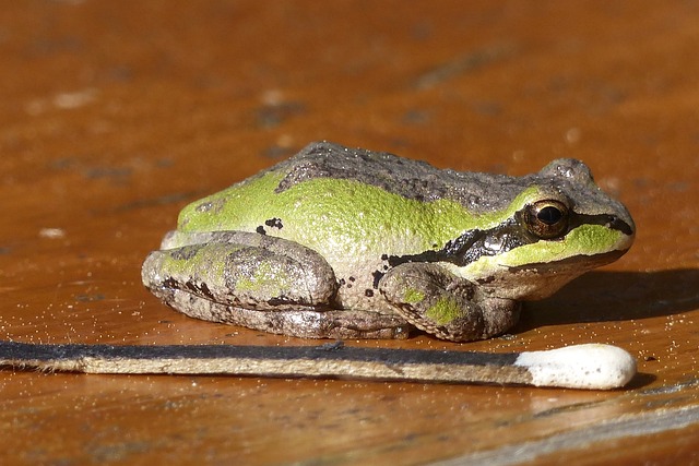 Can You Hold Tree Frogs? A Guide to Handling These Delicate Creatures