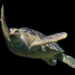 Can Turtles in the Wild Become Invasive? Exploring the Possibility