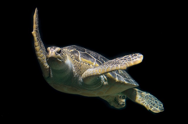 Can Turtles in the Wild Become Invasive? Exploring the Possibility