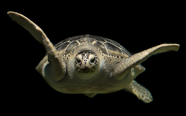 Can Turtles in the Wild be Aggressive? Exploring the Nature of Wild Turtles