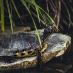 What Do Turtles in the Wild Eat: A Comprehensive Guide