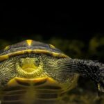 How Long Can Turtles Stay Out of Water: A Comprehensive Guide