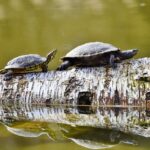 How Many Days Can a Turtle Live Without Food: Expert Insights