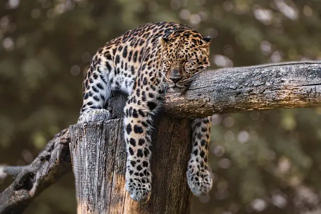 Do Jaguars Hunt Black Caiman? Exploring the Predatory Behavior of South America’s Largest Cat