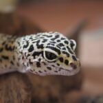 Leopard Gecko Prolapse Treatment at Home: A Comprehensive Guide
