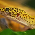 My Leopard Gecko’s Bum is Falling Out: Causes and Solutions