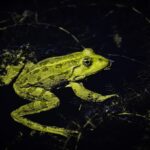 Are Common Toads Poisonous to Humans? What You Need to Know