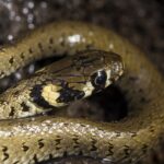 What Time Do Grass Snakes Come Out? A Guide to Their Daily Habits