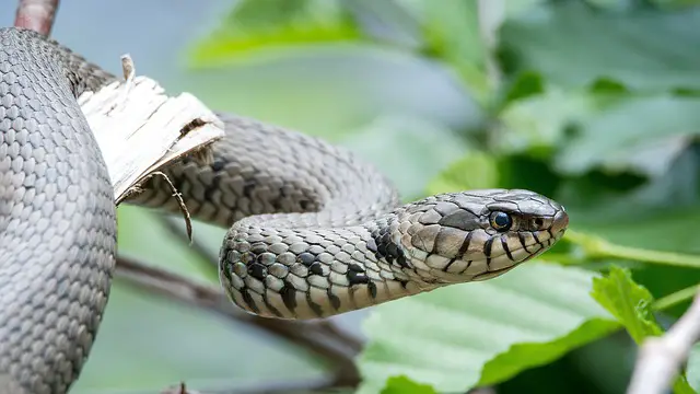 Can Grass Snakes Hurt Cats? A Clear Answer with Expert Knowledge