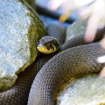 Do Grass Snakes Climb Trees? Exploring the Climbing Abilities of Grass Snakes