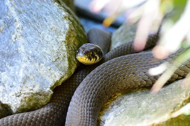 Do Grass Snakes Climb Trees? Exploring the Climbing Abilities of Grass Snakes