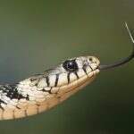 Do Grass Snakes Shed Their Skin? Explained