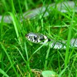 Do Grass Snakes Eat Pond Fish? Exploring the Diet of Grass Snakes in Aquatic Environments
