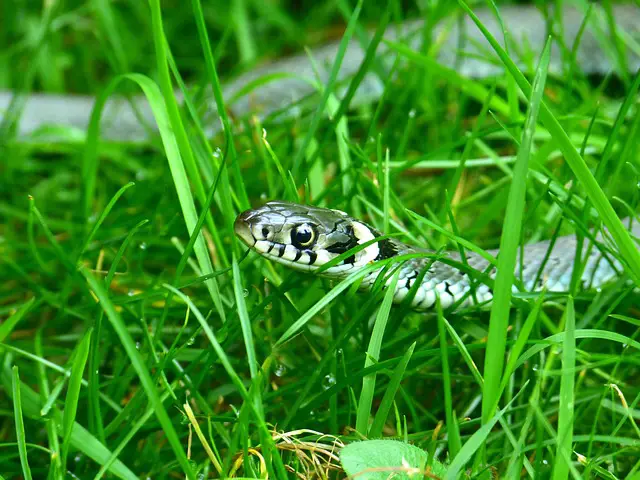 Do Grass Snakes Eat Pond Fish? Exploring the Diet of Grass Snakes in Aquatic Environments