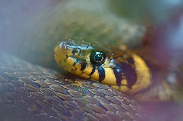 Can You Pick Up Grass Snakes? Tips and Precautions