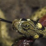 How Often Do Grass Snakes Shed Their Skin: Understanding Reptile Molting Cycles