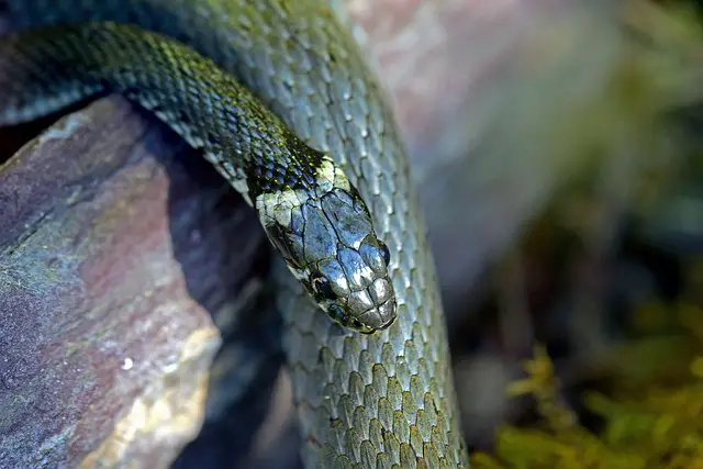 Can Grass Snakes Swim Underwater: Debunking Common Myths