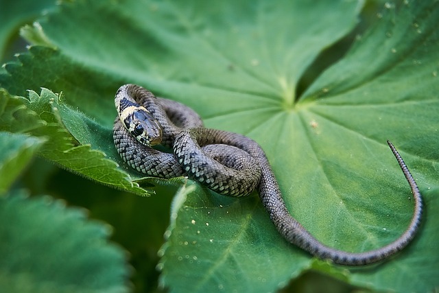 Do Grass Snakes Have Teeth: Understanding Their Dental Anatomy