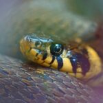 What Do Baby Grass Snakes Eat: Understanding Their Diet in the Wild