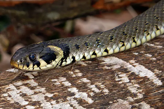 Do Grass Snakes Poop: Understanding the Excretion Habits of These Reptiles