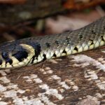 Do Grass Snakes Burrow: Unveiling Their Subterranean Behavior