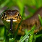 Does Grass Snakes Bite? Understanding Their Behavior