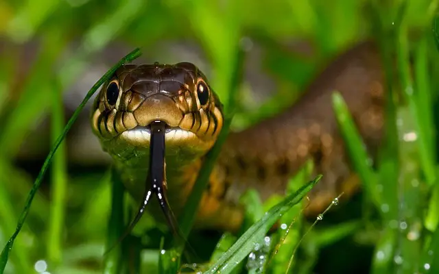 Does Grass Snakes Bite? Understanding Their Behavior