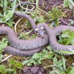 What Do Grass Snakes Smell Like: Uncovering Olfactory Secrets