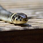 Do Grass Snakes Swim in Ponds: Understanding Their Aquatic Behaviors