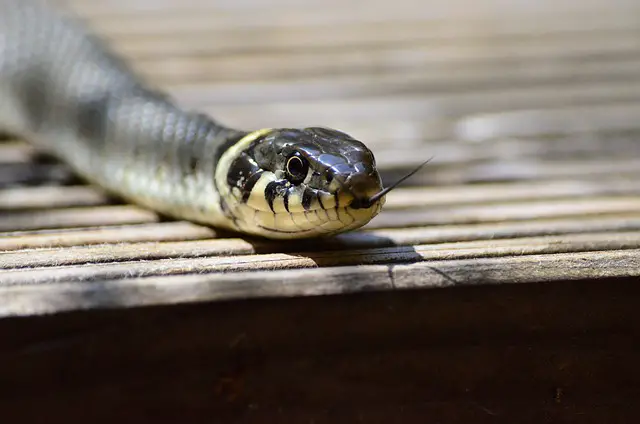 Do Grass Snakes Swim in Ponds: Understanding Their Aquatic Behaviors