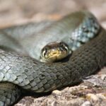 How Do Grass Snakes Swim: Unveiling the Secrets of Serpentine Swimming Techniques