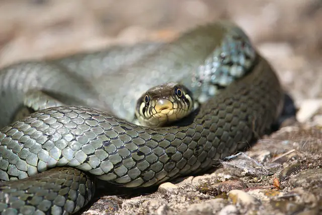 How Do Grass Snakes Swim: Unveiling the Secrets of Serpentine Swimming Techniques