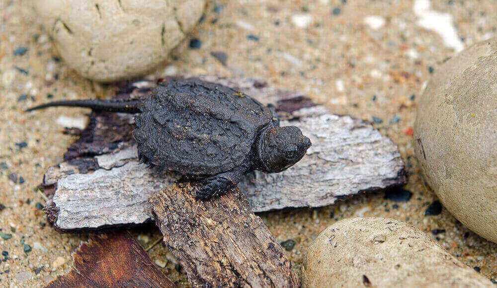 What Does A Baby Snapping Turtle Eat4